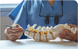 spine-model